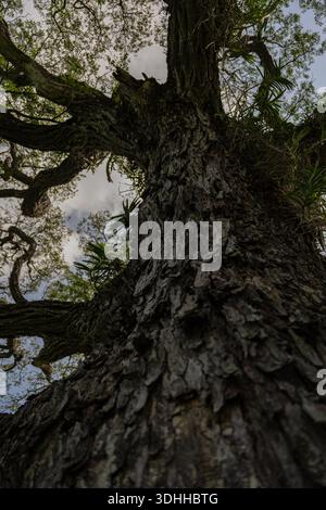 a close-up of a big, old tree's elaborate branches and bark. Against the blurry, hazy background of the sky and surrounding foliage, the twisted Stock Photo