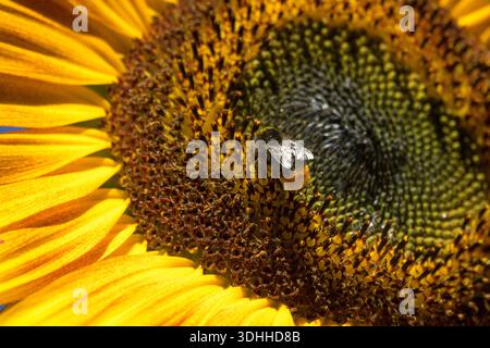Helianthus annuus. Bumblebee, Bombus foraging on sunflower disk florets. Close up, detail. Stock Photo