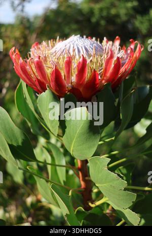 A stunning King Protea in full, majestic bloom at Kirstenbosch National Botanical Garden, Cape Town Stock Photo
