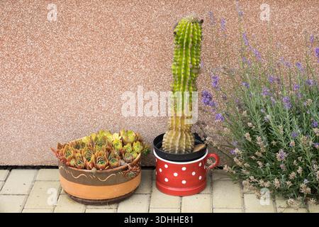 A tall cactus in a red polka-dot pot and a bowl of succulents (Sempervivum) standing on a pavement next to a blooming lavender bush and a wall. Stock Photo