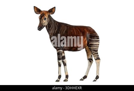 Okapi, Okapia johnstoni, an even toed ungulate mammal, standing isolated on a seamless white background Stock Photo