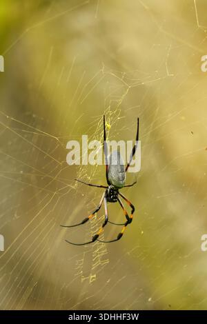 Red Legged Golden Orb Weaver Spider Stock Photo