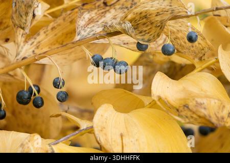 Dark blue berries and yellowing autumn leaves of a Solomon's seal (Polygonatum) plant Stock Photo