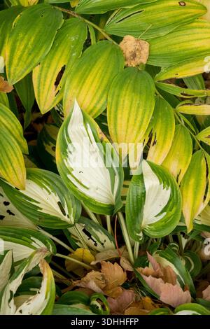 A variegated hosta with green and white leaves next to the yellowing autumn foliage of a Solomon's seal (Polygonatum) plant Stock Photo