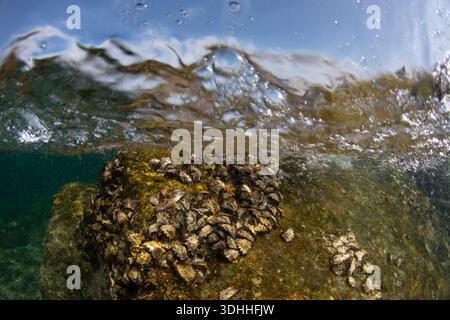 Bright sunlight shines down on a rocky area underwater. Small shells cling to the rocks as water creates ripples above. Bubbles rise to the surface in Stock Photo