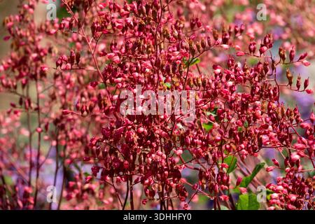 Mass of tiny red flowers on a coral bells plant, Heuchera sanguinea, blooming in a summer garden Stock Photo