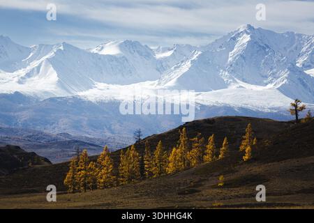 Autumn mountain landscape with golden larch trees on rolling hills and dramatic snow-covered peaks in the background under a clear sky, serene wildern Stock Photo