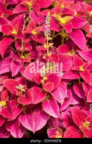 Red Coleus, Leaves, Coleus, Plant Stock Photo