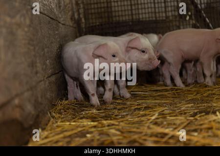 In a barn during autumn, a group of young piglets are nestled in soft straw. They appear curious yet relaxed while enjoying their cozy environment. The rustic wooden walls add charm to their habitat. Stock Photo