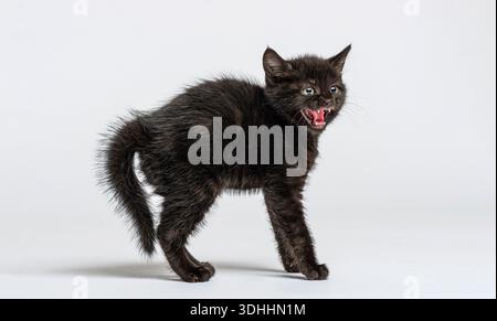 Small black kitten arching its back, hissing, and showing its teeth on a seamless white background Stock Photo