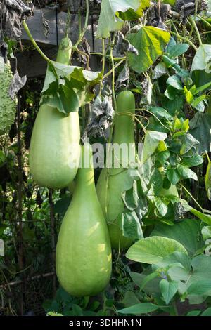 Several large green bottle gourds (Lagenaria siceraria) hanging from a climbing vine with large leaves in an outdoor garden Stock Photo