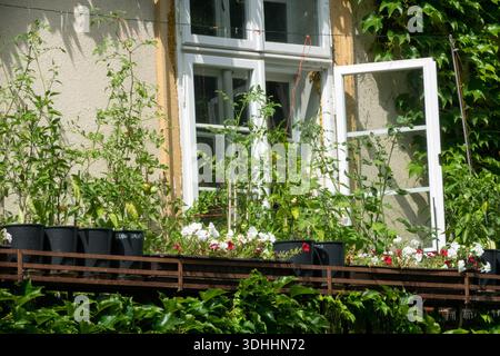 Tomato plants and white flowers growing in black pots on a balcony railing in front of a white window on a sunny day. Green vines on the wall. Stock Photo