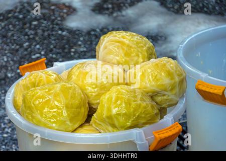 Sauerkraut cabbage fermented in water inside plastic barrel outside on market stall Stock Photo