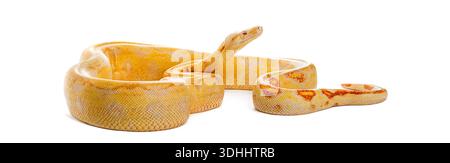 Albino python with yellow and orange patterns resting and looking up Stock Photo