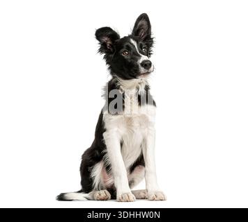 Border collie puppy sitting on a white background, looking curious and attentive Stock Photo