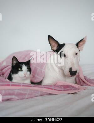 White Bull Terrier and black and white cat resting together under pink blanket Stock Photo