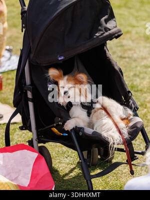 Dog Sleeping in Pushchair Stock Photo