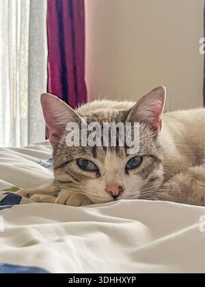 Domestic cat with gray and white fur is lying on a bed with a patterned blanket, sunlight streaming through sheer curtains in a warm indoor environmen Stock Photo