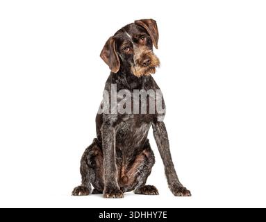 German wirehaired pointer dog sitting in a studio, full body, isolated on white background Stock Photo
