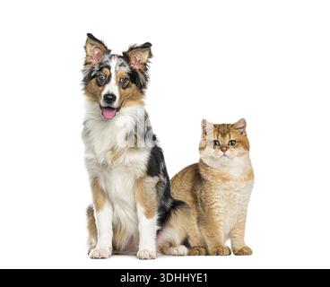 Australian shepherd puppy and british shorthair kitten sitting together on white background Stock Photo