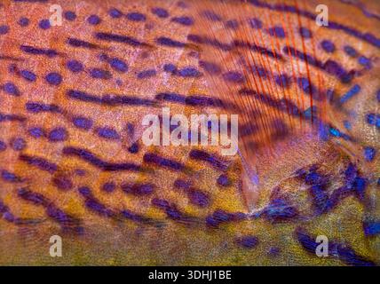 Macro photograph revealing the beautiful details of a purple lined wrasse's skin and fin Stock Photo