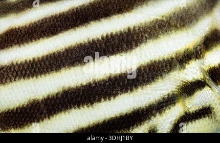 Microcanthus strigatus skin showing black and white striped pattern and scales Stock Photo