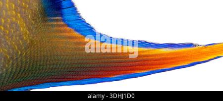 Close up of a sub adult queen angelfish - holacanthus ciliaris - tail displaying vibrant orange, blue, and yellow hues, isolated on white Stock Photo