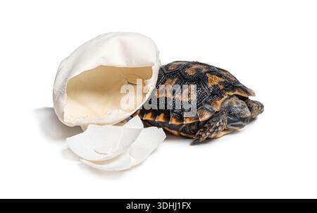 Newborn Pancake tortoise, malacochersus tornieri, emerging from its broken egg shell Stock Photo