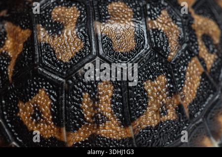 Pancake tortoise shell displaying natural pattern and textured surface, showcasing reptile defense Stock Photo