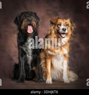 Two dogs posing happily in a studio against a brown background Stock Photo