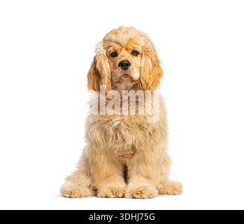 Adorable cream american cocker spaniel puppy dog sitting and looking at camera Stock Photo