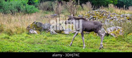 Juvenile Moose walking across grass field between large boulders with forets background. Calm, natural wildlife scene. Stock Photo