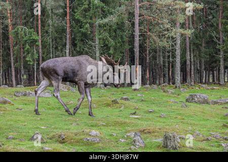 A solitary moose walking on a green meadow with forest in background in Scandinavia.. Calm, natural wildlife scene. Stock Photo