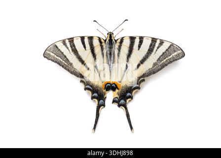 Scarce swallowtail butterfly, iphiclides podalirius, with distinct black stripes and yellow white wings isolated on a white Stock Photo