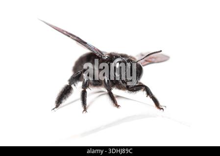 Violet carpenter bee, xylocopa violacea, standing on white background, showing its hairy black body and wings Stock Photo