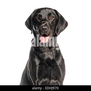 Black labrador retriever dog portrait panting on white background Stock Photo