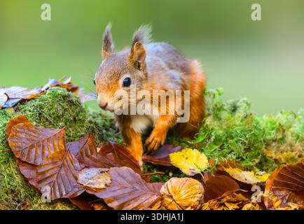 Red Squirrel, Scientific name: Sciurus vulgaris, young Red Squirrel foraging in Autumn leaves, Scottish Highlands, UK. Facing front. Clean background, Stock Photo