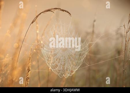 Spider web on a meadow during sunrise Stock Photo