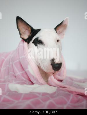 Relaxed Bull Terrier Under Pink Plaid Blanket Stock Photo