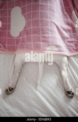 Bull Terrier Legs Under Pink Blanket on Bed Stock Photo