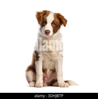 Brown and white border collie puppy sitting on a white background Stock Photo