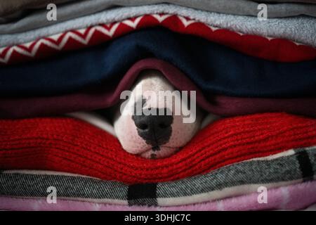 Bull Terrier Nose Hidden Under Stacked Blankets Stock Photo