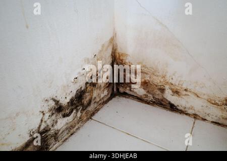 Detail of a dirty room corner showing the effects of moisture and leakage. The white plaster walls are covered in damp yellow stains, bubbling paint, Stock Photo