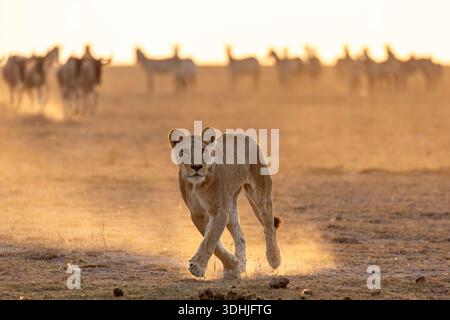 Lioness (Panthera leo), Amboseli national park, Kenya Stock Photo - Alamy