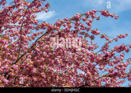 Branch of pink cherry tree in bloom on blue sky background, cherry blossom in spring, hanami season in Japan Stock Photo