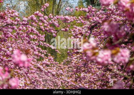Pink cherry blossom in a cherry orchard with many trees in bloom in spring, hanami season in Japan Stock Photo