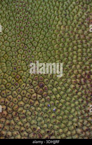 Closeup of texture of fresh raw Jackfruit at a food market Stock Photo