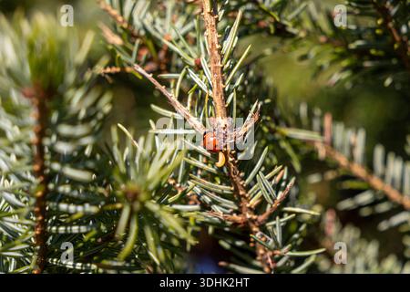 Close-up of a red ladybug with black spots and a small yellow larva on a textured pine branch, highlighting biodiversity and a healthy natural habitat Stock Photo