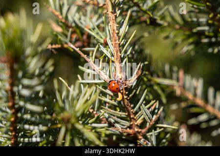 Close-up view of a vibrant red ladybug with black spots and its pale larva on a fresh green pine branch, showing nature's balance Stock Photo