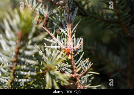 A close-up of a red ladybug with black spots on a green pine branch, observing a pale insect larva, highlighting nature's beneficial pest control Stock Photo